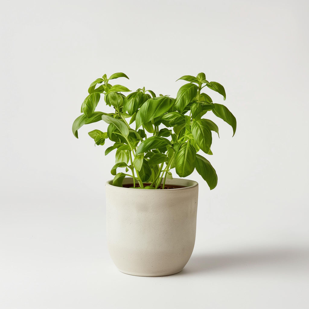 Nice home plants