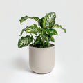 Nice home plants