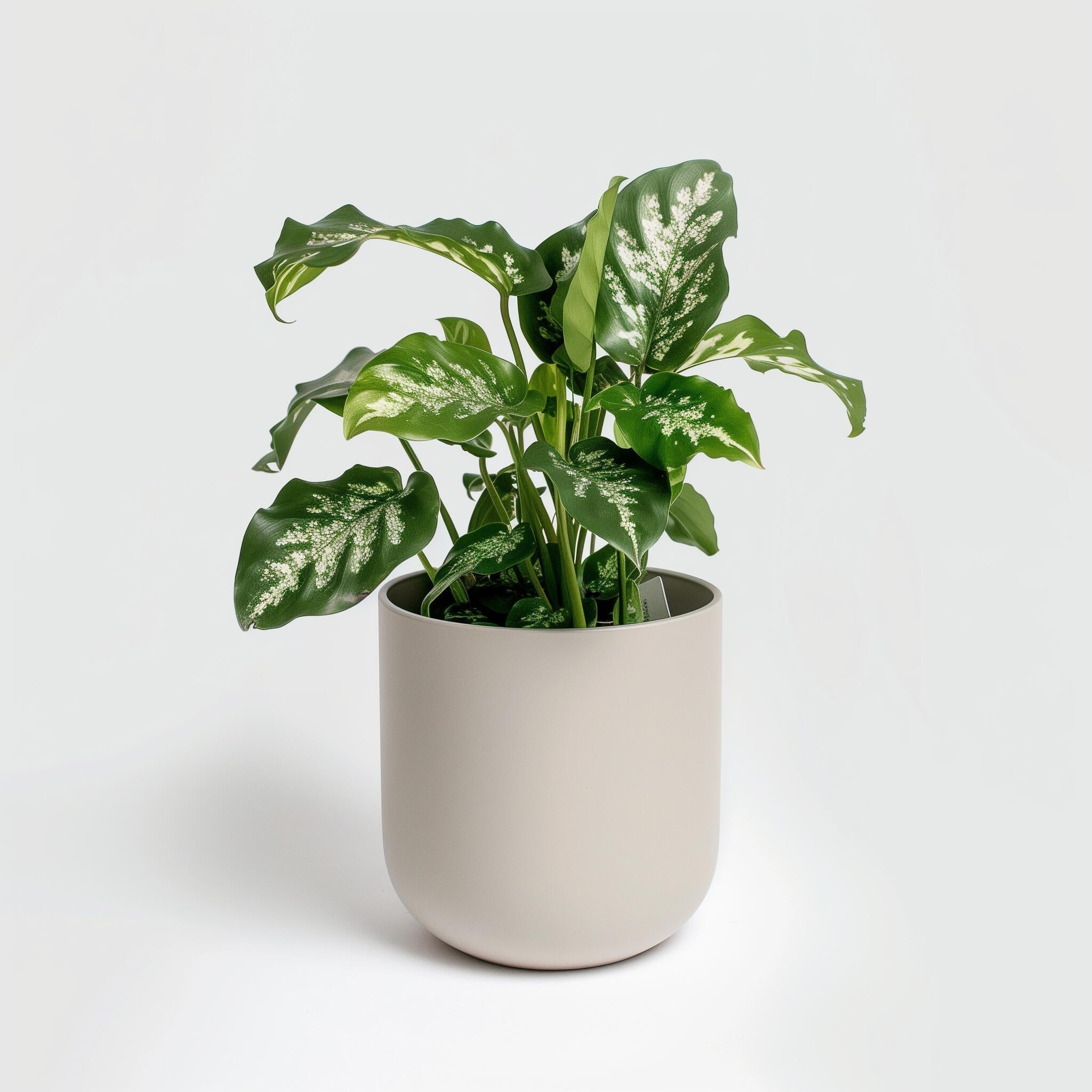 Nice home plants