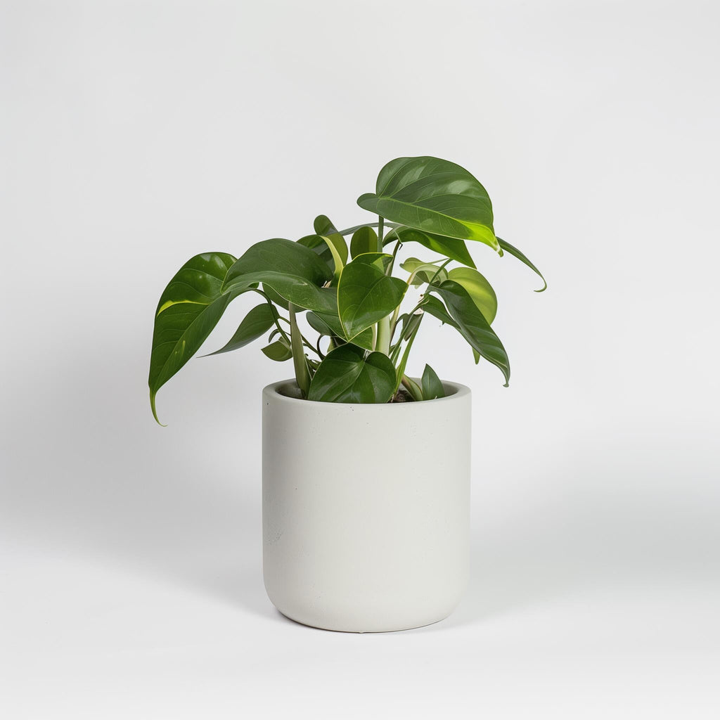 Nice home plants