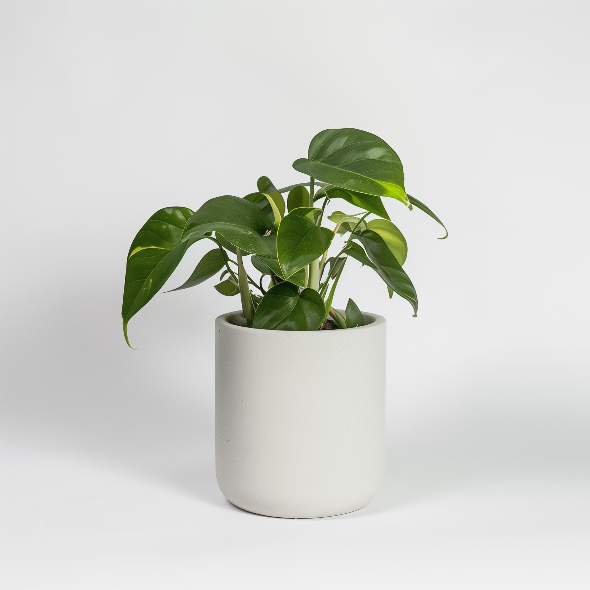 Nice home plants